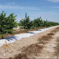 لیمو پرتقال نارنگی