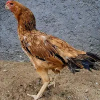 لاری فروشی
