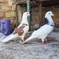 کبوتر یا کفتر