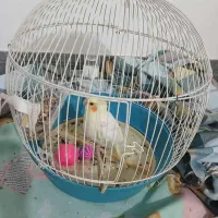 عروس هلندی ماده
