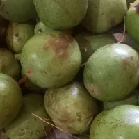 گردو سبز
