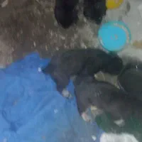 واگذاری چهار قلاده توله سگ نگهبان