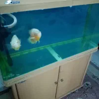 آکواریوم خارجی