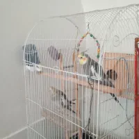 عروس هلندی نر و ماده
