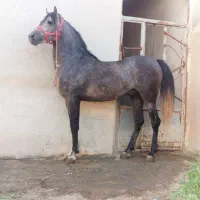 اسب کورد