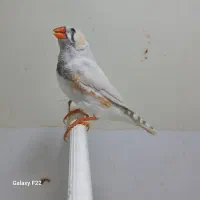 فنچ زبرا