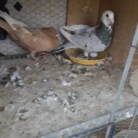 کبوتر  نرو ماده