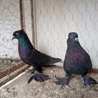 کبوتر زاغ دم سفید