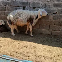 سلام یک راس قوچ کار به فروش می‌رسد