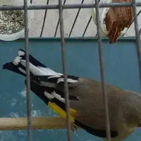 سهره قناری دون میکس بالانس دانه مخلوط هفت تخم