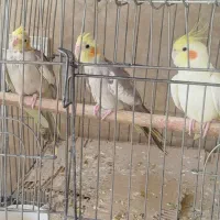 ۷عدد عروس هلندی