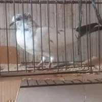 شیخی‌ککولی‌بالگیر‌خرمشهر