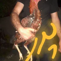 جوجه لاری  اصل نژاد افغان ۲ماه نیم