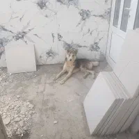 سگ هاسکی نر