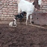 باسلام کولار دورگه پاکستانی  جملی