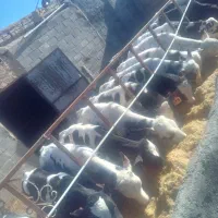 گوساله قط شیر۱۸ راس