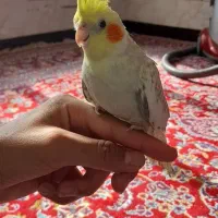 عروس