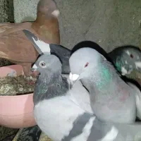 سلام عرض ادب دوستان کبوتر مسافتی مخ کامپیوتر حراج