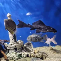 کت لجنخوار و گربه ماهی خرگوشی