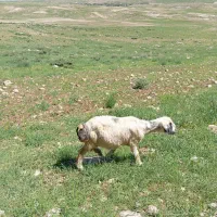 توافقی|حیوانات مزرعه|کوهرنگ, |دیوار