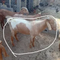 کهر نهر