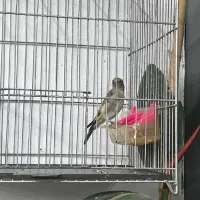 سهر کرمانی جوجه قفس