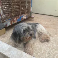 تیدا به سگ کاملا تربیت شده خونگی