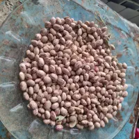 لوبیا چیتی شازند