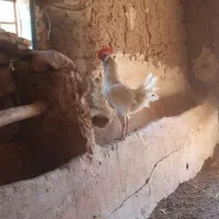 گلین