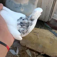 طوقی ماده