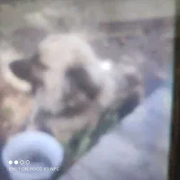 سلام‌سگ‌پاکوتاه‌پیداشده