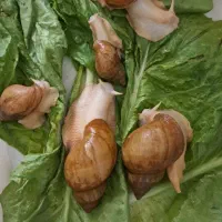 فروش حلزون