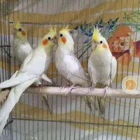 عروس هلندی