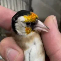 سهره جوجه قفس