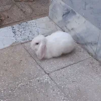 خرگوش لوپ زیبا و سالم نر