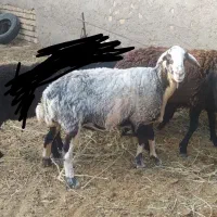 میش جوان چاق وزن 55تا60 کم دنبه کمر تخت گوشت