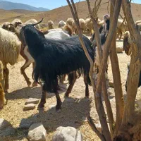 بزغاله .تیوز