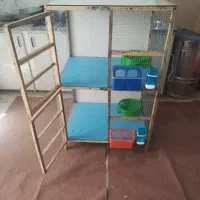 قفسی چوپی، شلف