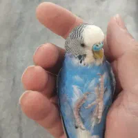 مرغ عشق مولدورام ودستی