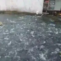 فروش بچه ماهی قزل آلا نژاد اسپانیا وارداتی