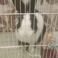 خرگوش بازیگوش نر