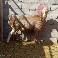 بره قوچی کری