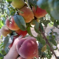 باغ-میوه-تفریحی