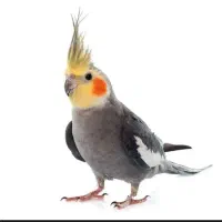 مژدگانی عروس هلندی