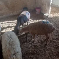 میش میانه