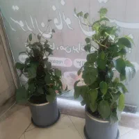 گل پتوس چماقی