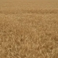 گندم اسینم