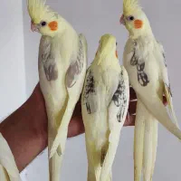 عروس هلندی مولد خانگی تضمینی