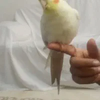 عروس هلندی نر سخنگو