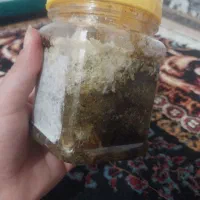 بریزه